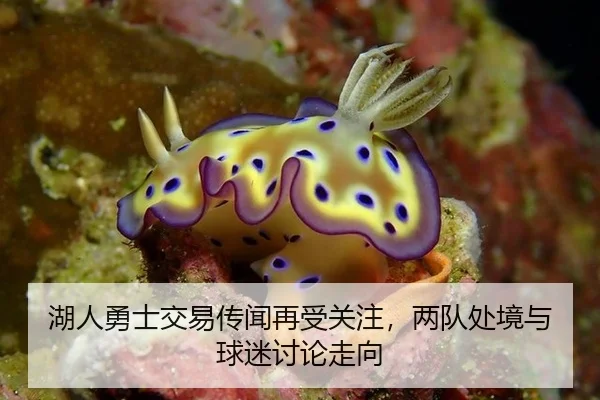 湖人勇士交易传闻再受关注，两队处境与球迷讨论走向